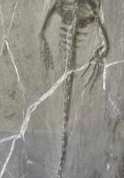 ケイチョウザウルス(貴州竜)化石