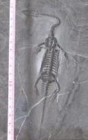ケイチョウザウルス(貴州竜)化石