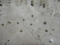 パイライトinクォーツ