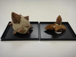 グレンドナイト(玄能石)