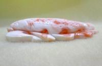 ピンク・コーラル(桃色珊瑚)/帯留め仕様　T-159