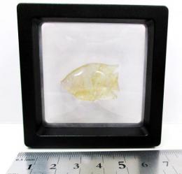 ルチルクォーツ(熱帯魚) T257