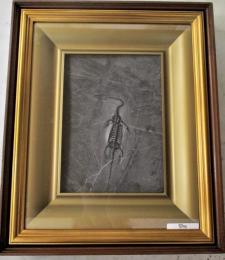 ケイチョウザウルス(貴州竜)化石