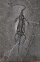 ケイチョウザウルス(貴州竜)化石