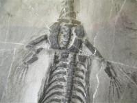 ケイチョウザウルス(貴州竜)化石