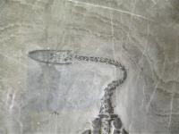 ケイチョウザウルス(貴州竜)化石